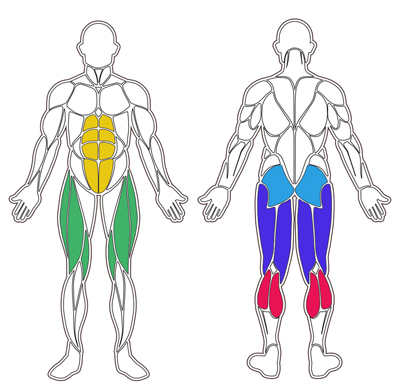 Deze spieren gebruik je op de trampoline