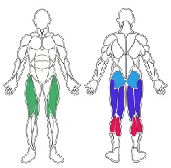 Spiergroepen hometrainer